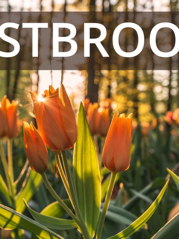 Eastbrooke Gonyea blog cover with orange tulips