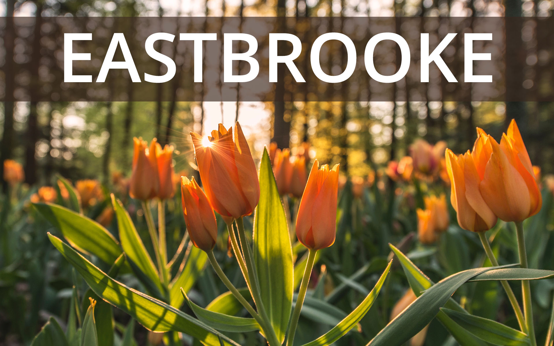 Eastbrooke Gonyea blog cover with orange tulips