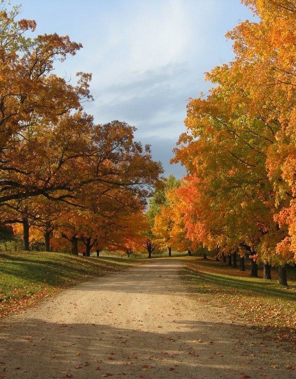 Fall leaves in North Oaks neighborhood