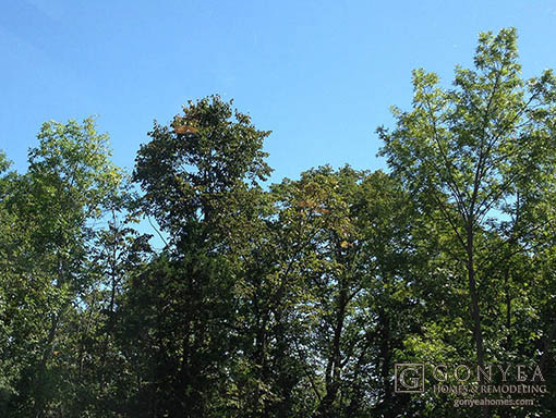 Tree view from inside home bathroom